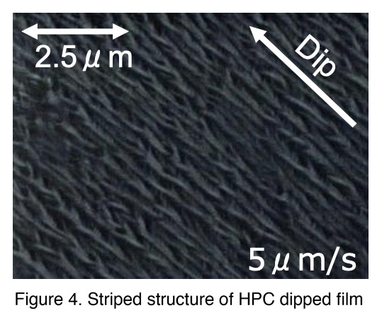 Figure 4. Striped structure of HPC dipped film